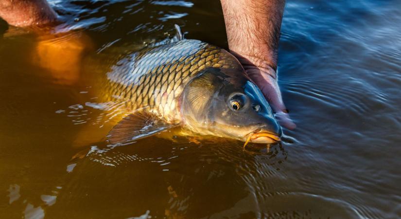 Több mint 25 ezer kilogramm pontyot telepítenek a Tisza-tóba