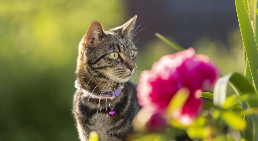 Kisállatbarát kertészkedés: biztonságos növényvédelem egy macskás kertben
