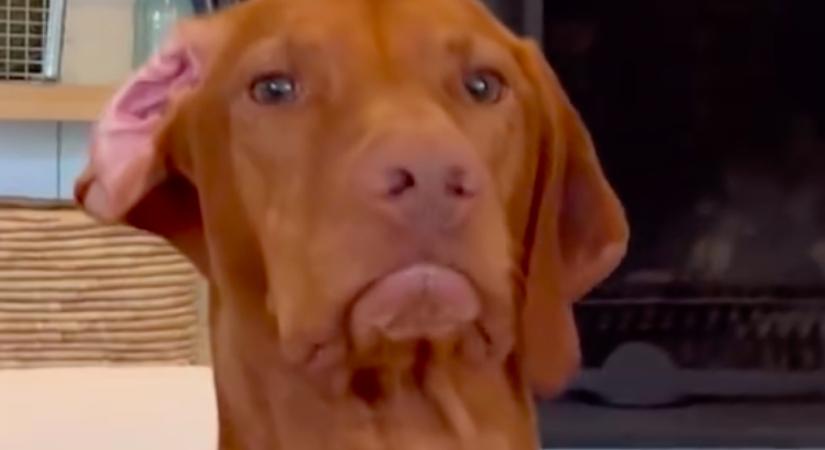 Arra kérik a vizslát, legyen jó a kutyanapköziben: amit tesz, azon pusztul a világ - Videó