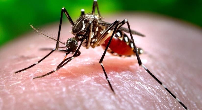 Rafila: augusztusban több nyugat-nílusi vírus okozta fertőzésre kell számítani
