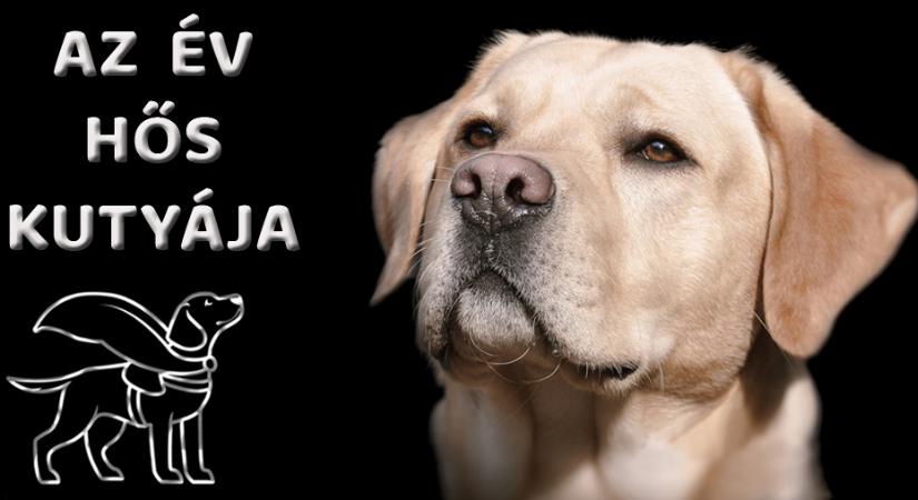 Az Év Hős Kutyája Díj – Még két hétig lehet nevezni a legjobb munkakutyákat