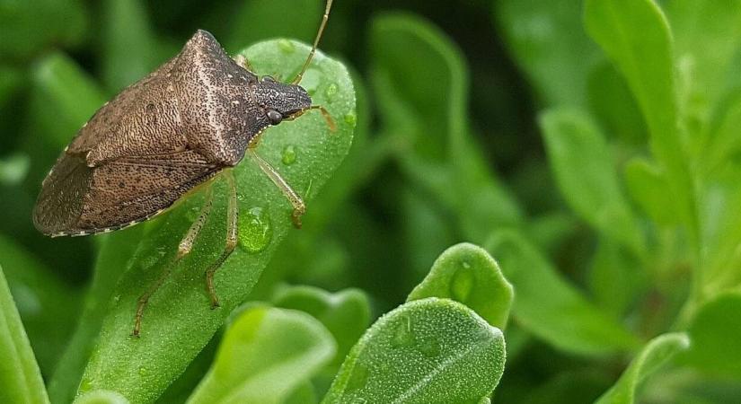 A lakosság segíthet az új invazív rovarkártevők felismerésében