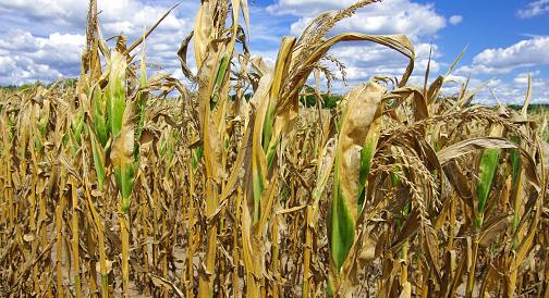 Napról napra nagyobb a kár a kukoricaföldeken