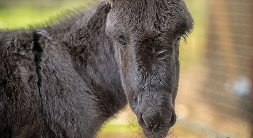 Eldőlt! Így hívják a debreceni állatkert szamárcsikóját