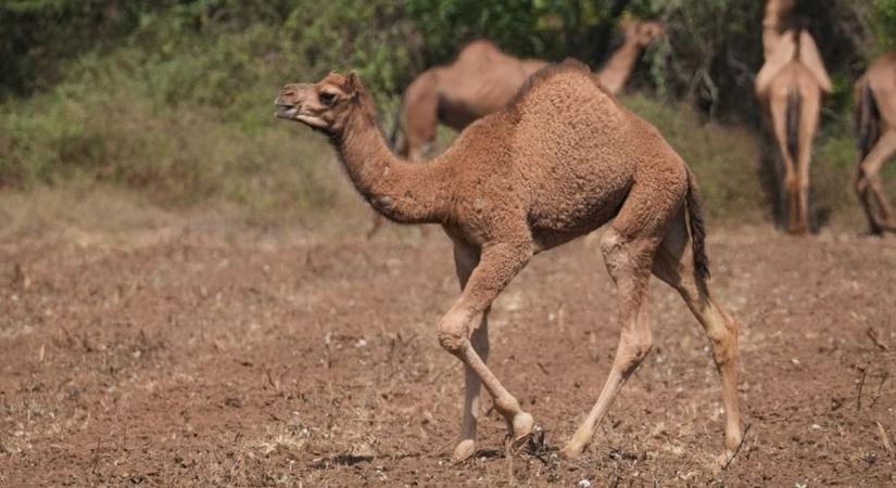 Nem ritka a hosszan tartó kismamaság