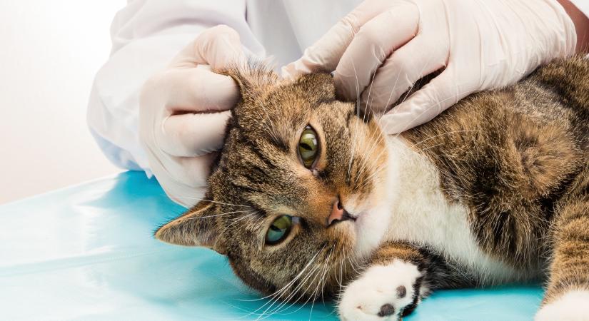 A fülatka által okozott fertőzés a macska hallását is veszélyeztetheti