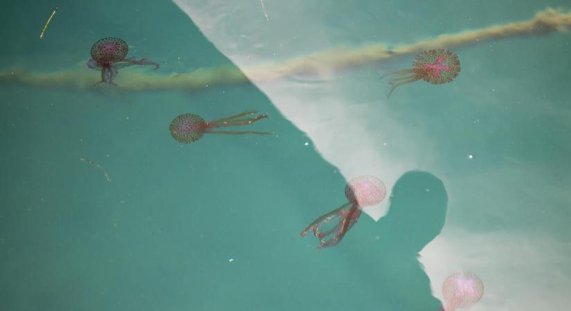 Rajzanak a medúzák a magyarok kedvenc vízpartjánál: az orvos szerint ezt kell tenni, ha megcsípnek