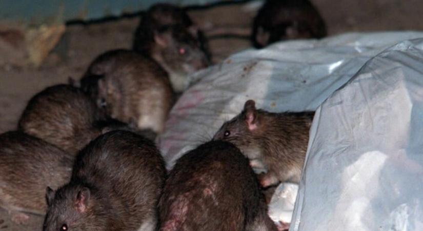 Megszálltak a patkányok egy szlovákiai várost