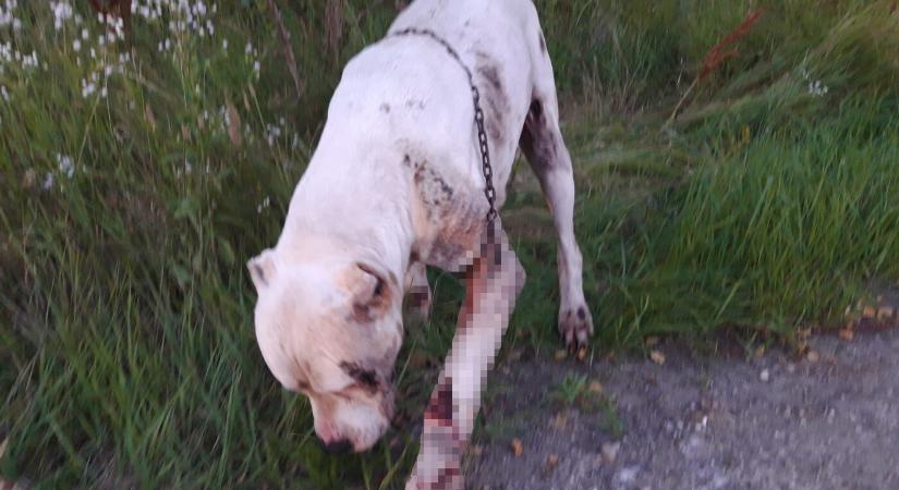 Kegyetlen állatkínzás: lánccal autó után kötöttek egy kutyát