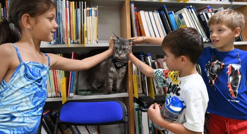 Cicakaland a könyvtárban: felelős állattartást is tanultak a gyerekek