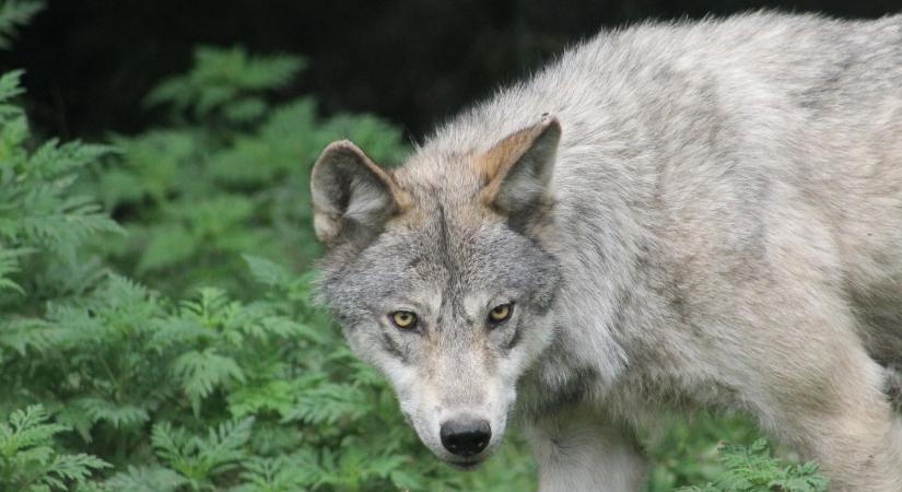 Veszély: farkastámadásra figyelmeztetnek a hatóságok
