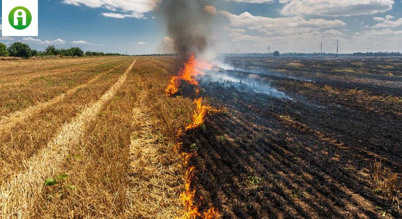 Brutális tűz! 50 hektáron égett a tarló Kővágószőlős és Kővágótöttös között