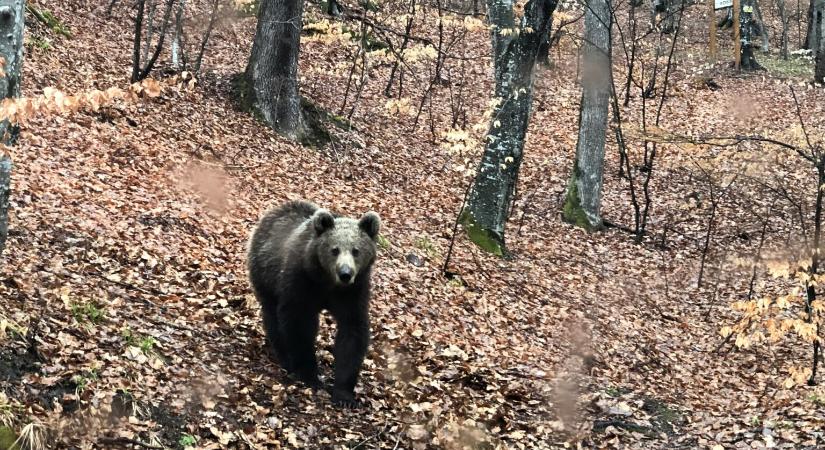 Indulhat a medveritkítás: Székelyföldön idén 170 medvét lehet kilőni