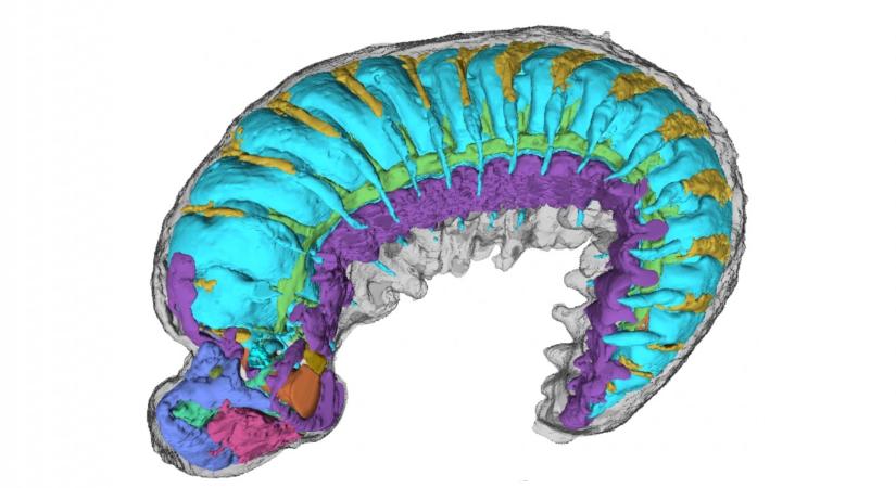 Példátlan betekintést nyújt egy félmilliárd éves lárva fosszíliája abba, hogy miként alakult ki az ízeltlábúak testfelépítése