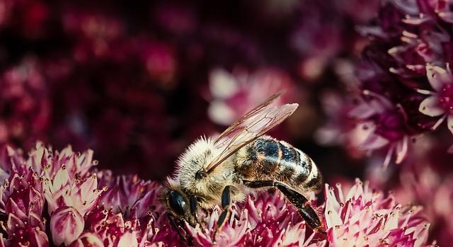 A biológiai sokféleség szerepe az élelmezésben és a mezőgazdaságban