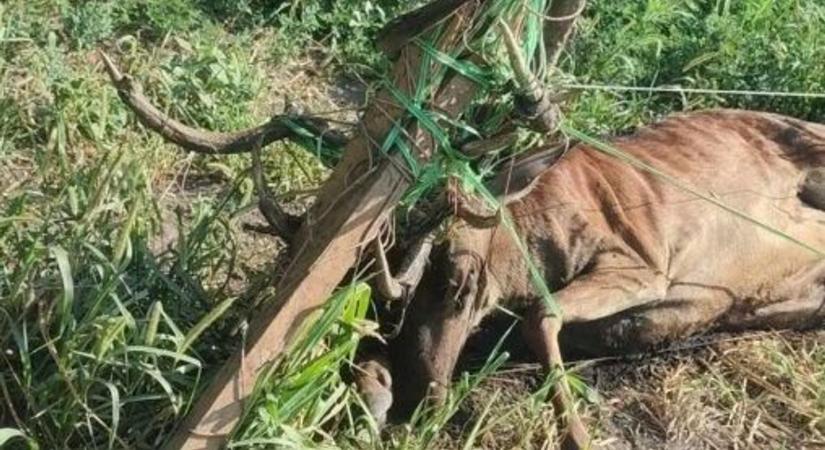 Villanypásztorba gabalyodtak a szarvasok Baranyában