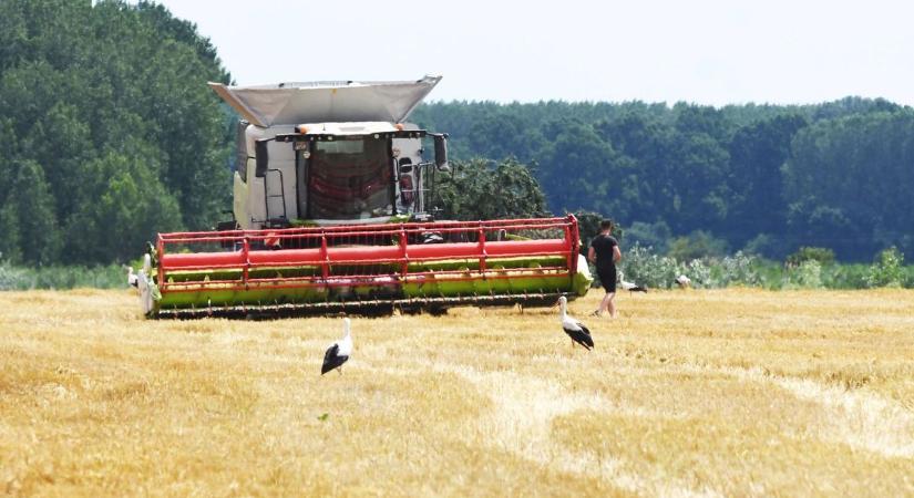 A kiszámíthatatlan időjárás lerontotta a búza minőségét