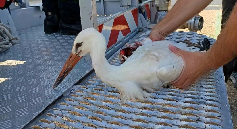 Villámhárítón fennakadt gólyát mentettek a tatabányai tűzoltók