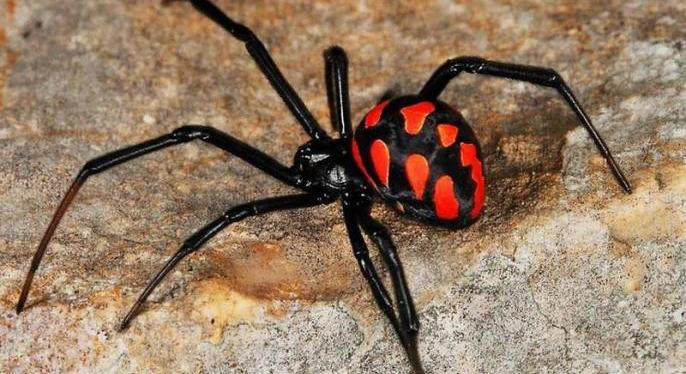 Fekete özvegy pókcsípést regisztráltak Ukrajnában
