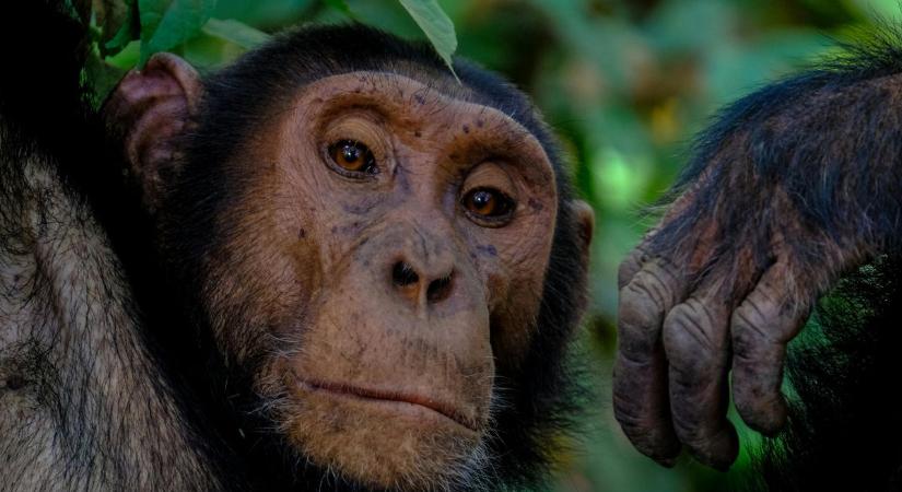 Valósággá válhat A majmok bolygója? Félelmetes videók láttak napvilágot