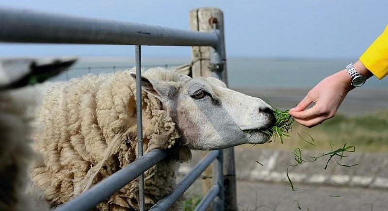 Járványveszély miatt tilos kecskét és juhot behozni Romániából Magyarországra