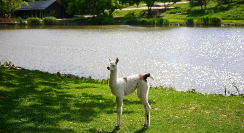 Lámakölyök és festői környezet vár az Alcsútdoboz melletti pihenőparkban