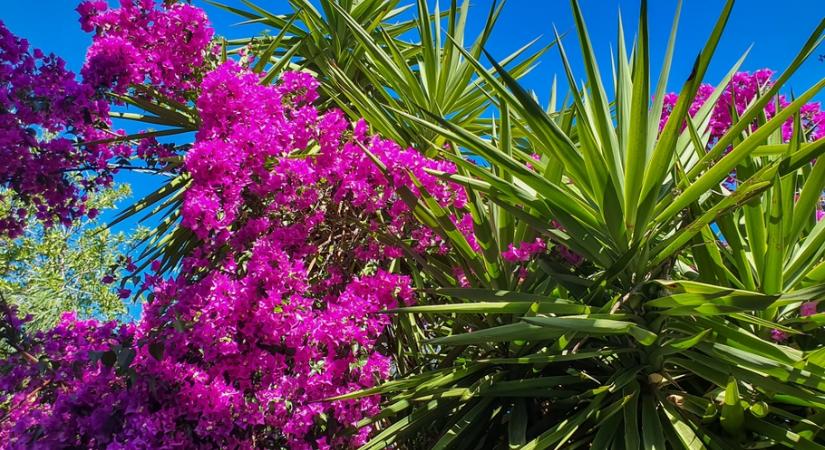 A trópusi bougainvillea gondozása nem nehéz – így válik a kerted legszebb növényévé