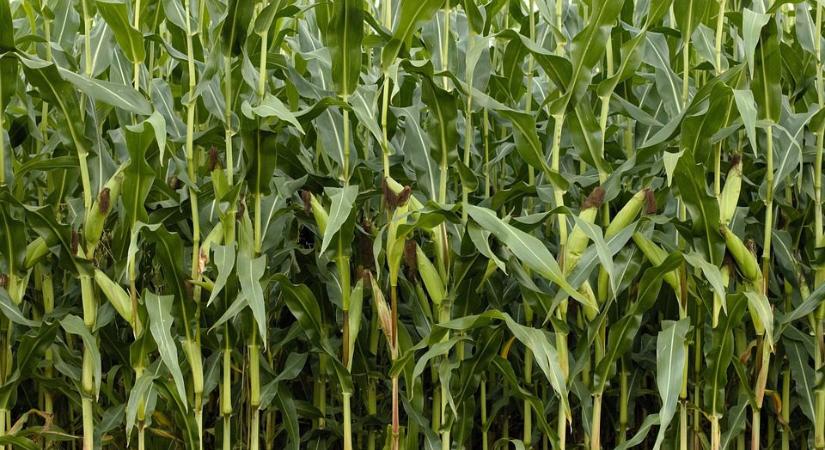 Miért alakulnak ki hólyagszerű kinövések a kukoricán?