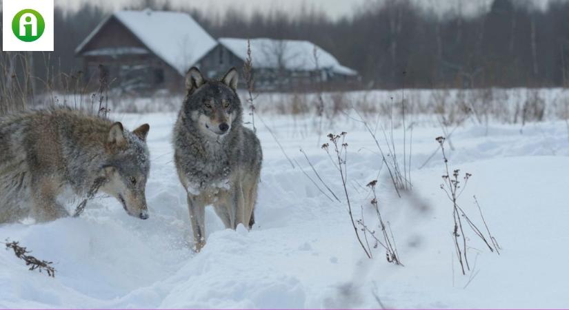 Ellenállóvá váltak a rákkal szemben a csernobili farkasok