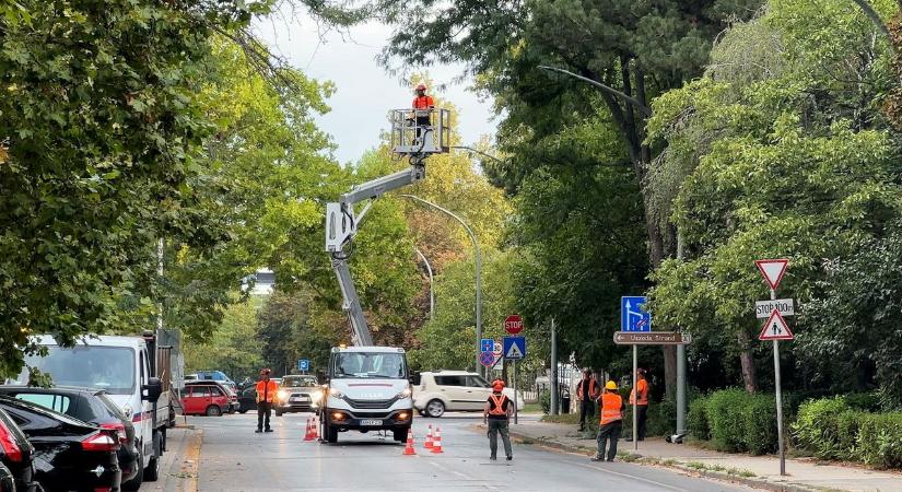 Ágaztak a fehérvári Szabadságharcos utcában (Videó)