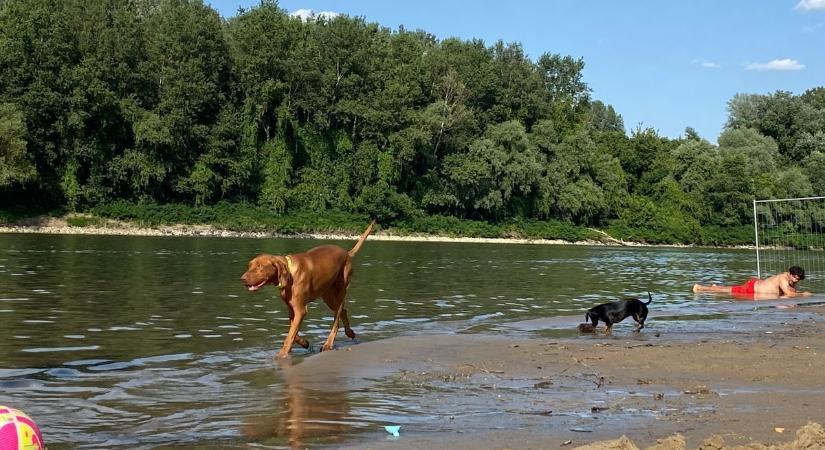 Újabb kutyás strand nyílt hazánkban!