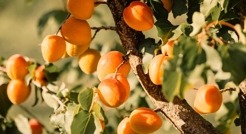 Érdekes hírek érkeztek sok magyar gyümölcsről: ezt jó, ha mindenki tudja