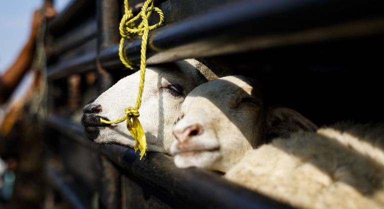 Egyre közelebb ér Magyarországhoz a pestisjárvány, veszélyben vannak a kecskék és a juhok