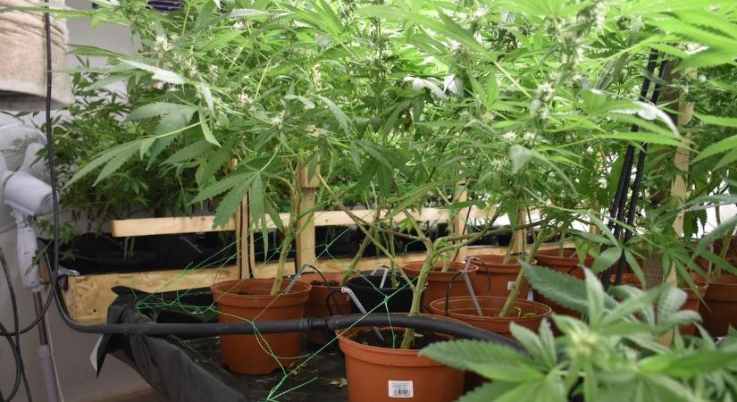 Hatalmas fogás: óriási cannabisültetvényre csaptak le Hajdúszoboszlón