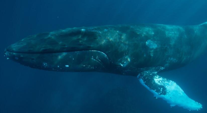 Farok nélküli bálnát vettek videóra