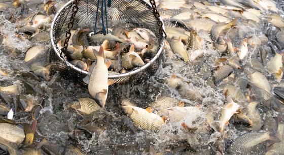 Megvizsgálták az amerikai halakat, szinte mindben ott vannak a rákkeltő örök vegyi anyagok