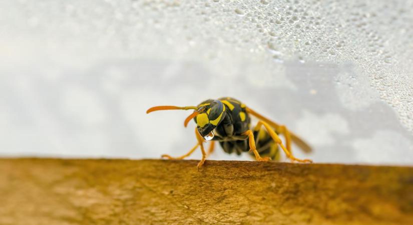 Aggasztó előjelek: darázsinvázió várhat a magyarokra augusztusban