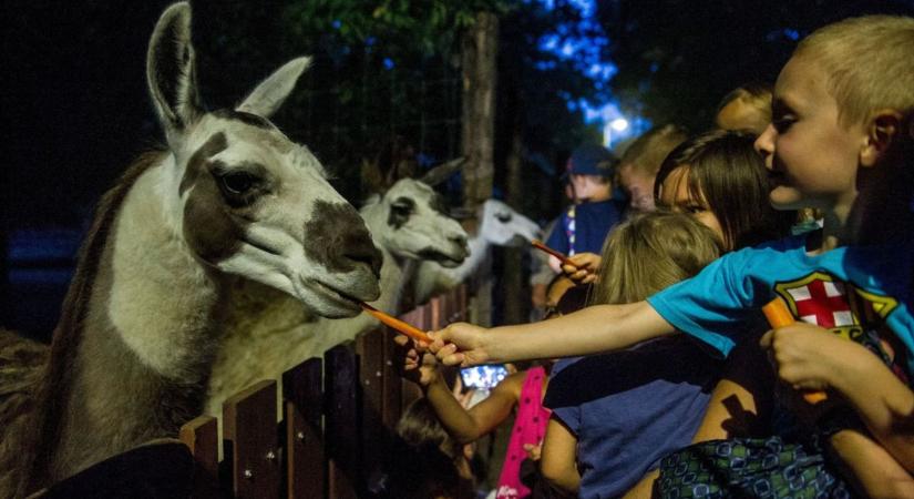 Különleges szombat estére készül a Kecskeméti Vadaskert