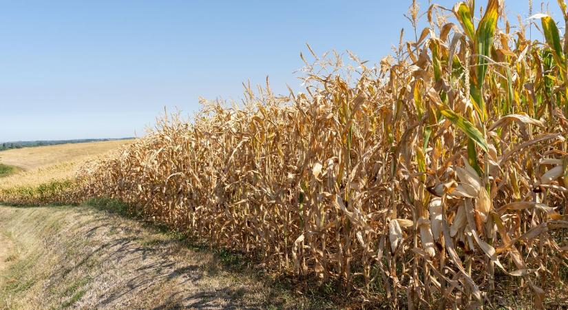 Egyre tragikusabb a kukorica helyzete Tolna vármegyében