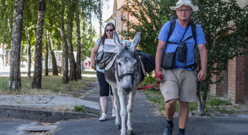 Szamársorsok a lovas nemzetben – Országjárásba kezdett a csacsijával egy ásotthalmi férfi, hogy pénzt gyűjtsön a vágóhídra küldött állatok megmentéséért