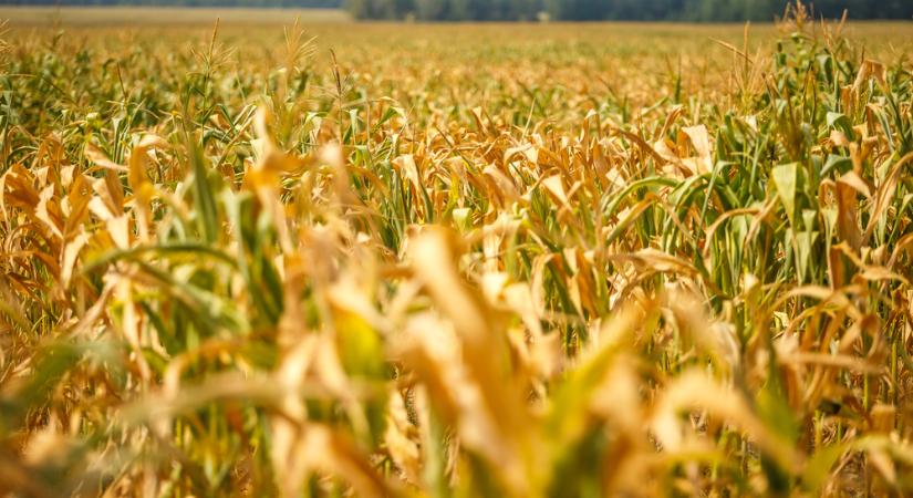 Az előzetes becslések szerint elég lesz a kukorica a hazai igényekre