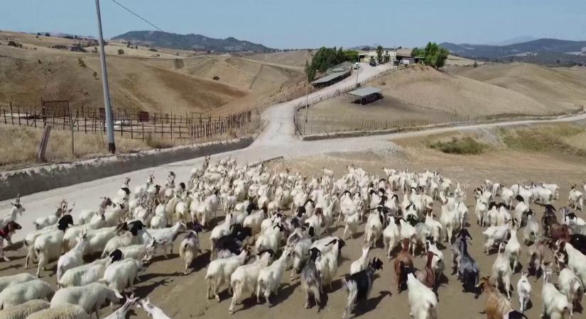 Radar - A szárazság súlytotta Szicíliát egy őshonos kecskefaj kipusztulása fenyegeti  videó