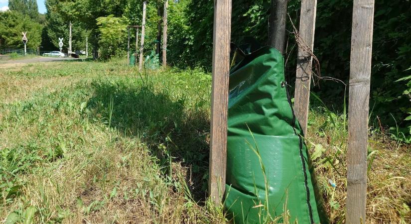 Gondoskodás nélkül elpusztulnak a facsemeték, mondja egri olvasónk