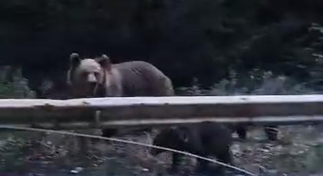 Két boccsal kószált egy anyamedve Nógrádban