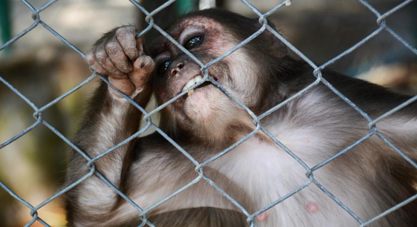 Brit hírességek támogatásával indított új állatvédelmi kampányt az Animals Asia