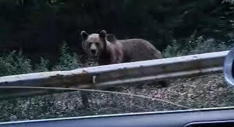 Medvék sétálgatnak Nógrádban, videóra vették a vadállatokat
