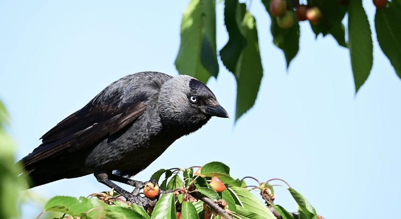 A természet is megszenvedi a kánikulát, mi is részt vehetünk talpra állításában