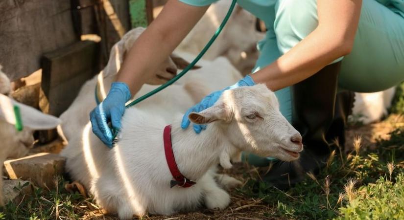 Terjed a pestis az állatok közt, veszélyben a fetasajt és a magyar kiskérődzők