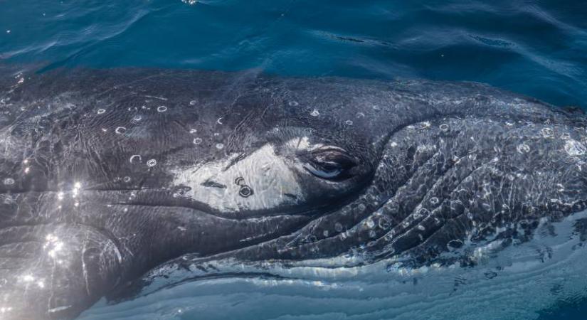 Döbbenetes külsejű bálnát láttak az óceánban: videó készült az állatról