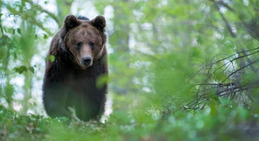 Videón, ahogy egy medve sétál bocsaival a Nógrád vármegyei Cered határában